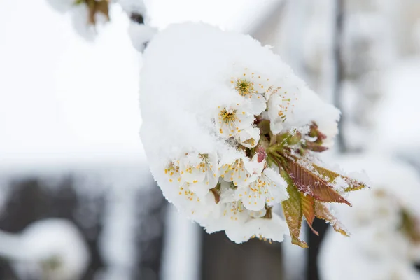 雪覆盖樱花在春天 — 图库照片