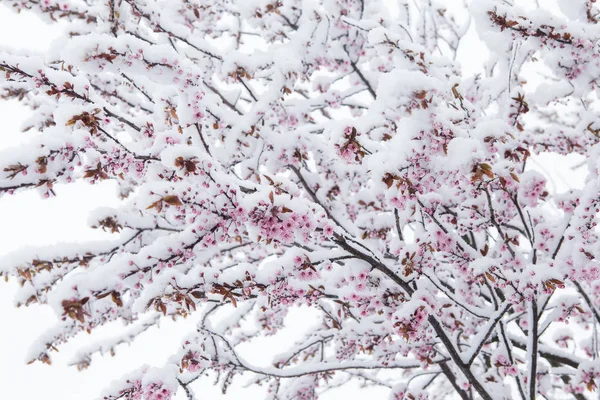 Весной цветет сакура в снегу — стоковое фото