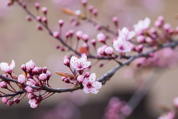 Rama de flor de cerezo en primavera —  Fotos de Stock