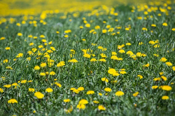 Campo de primavera de dientes de león amarillos florecientes —  Fotos de Stock