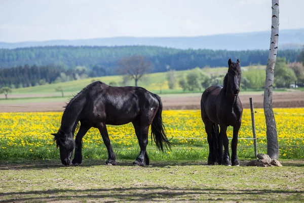 Fryzyjski konie o wiosna łąka z kwiatami mniszka lekarskiego — Zdjęcie stockowe