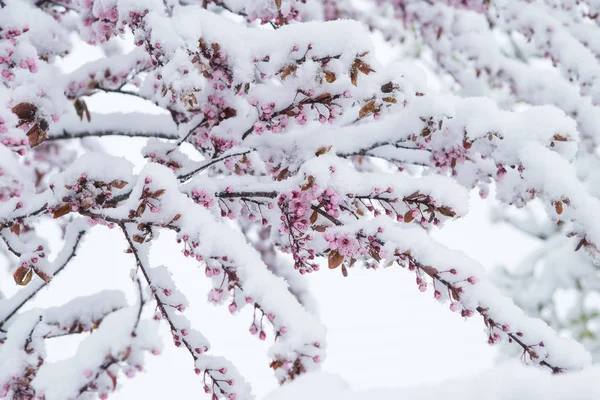 Schneebedeckte Kirschblüte im Frühling — Stockfoto