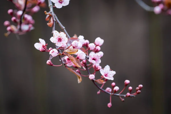 Rama de flor de cerezo en primavera —  Fotos de Stock