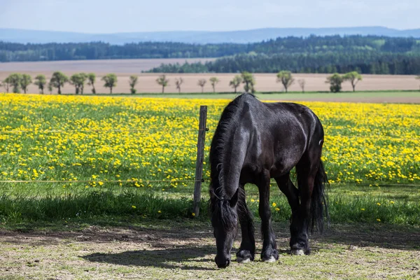 Friese paard op voorjaar weiland met paardebloem bloemen — Stockfoto