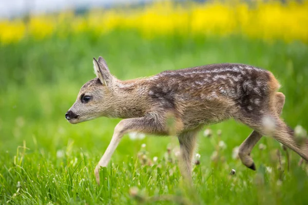 Jovem corça selvagem cervo na grama, Capreolus capreolus . — Fotografia de Stock