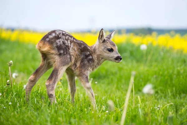 Unga vilda rådjur i gräs, Capreolus capreolus. — Stockfoto