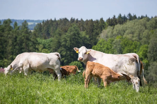 Koeien en kalveren grazen op een lente-weide in zonnige dag — Stockfoto