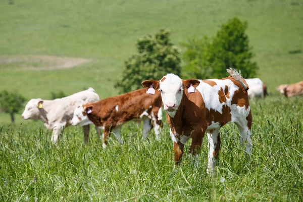 Lehmät ja vasikat laiduntavat kevätniityllä aurinkoisena päivänä — kuvapankkivalokuva