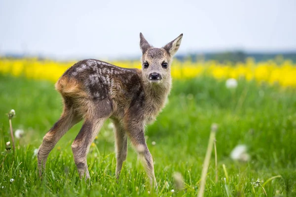 Veado jovem corça selvagem na grama, Capreolus capreolus. Ovelhas recém-nascidas — Fotografia de Stock