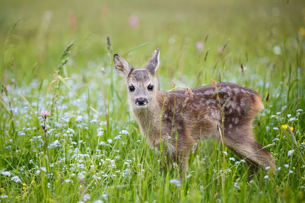 Junges Reh im Gras, capreolus capreolus. Neugeborenes Reh — Stockfoto