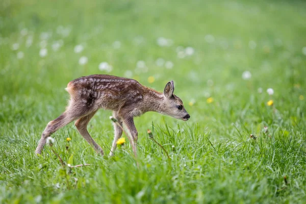 Jeunes chevreuils sauvages dans l'herbe, Capreolus capreolus. Œufs nouveau-nés — Photo