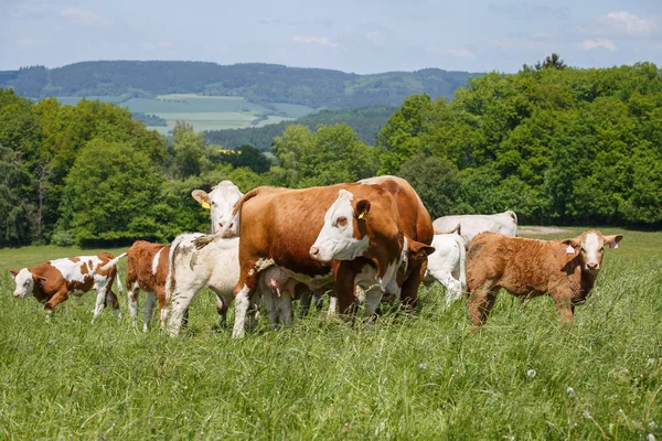 Lehmät ja vasikat laiduntavat kevätniityllä aurinkoisena päivänä — kuvapankkivalokuva