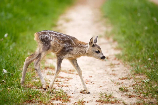 Jovem corça selvagem cervo na grama, Capreolus capreolus . — Fotografia de Stock