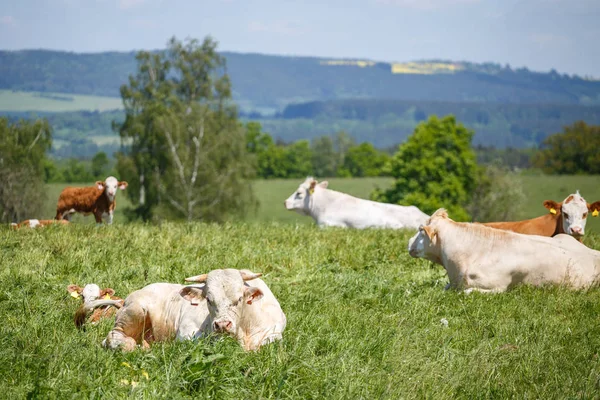 Manada de vacas e bezerros pastando em um prado verde — Fotografia de Stock