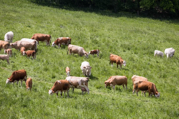 Mucche e vitelli al pascolo su un prato primaverile nella giornata di sole — Foto Stock