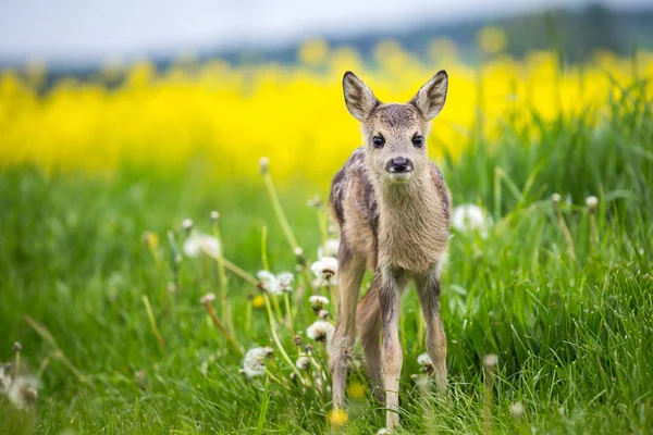 Jonge wild reeën in gras, Capreolus capreolus. — Stockfoto