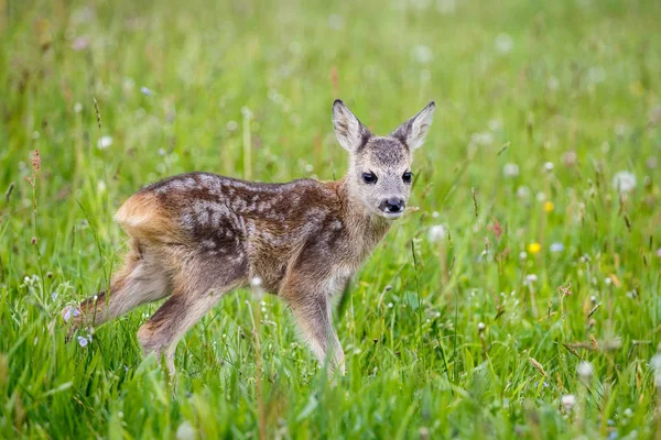 Jovem corça selvagem cervo na grama, Capreolus capreolus . — Fotografia de Stock