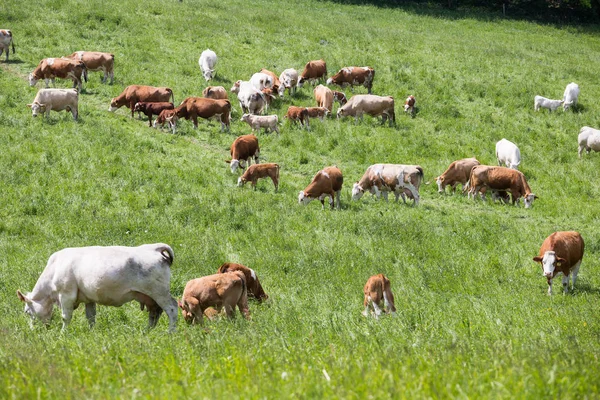Mandria di mucche e vitelli al pascolo su un prato verde — Foto Stock