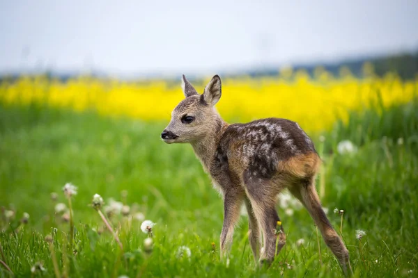 年轻的野生獐鹿在草地上，狍狍. — 图库照片
