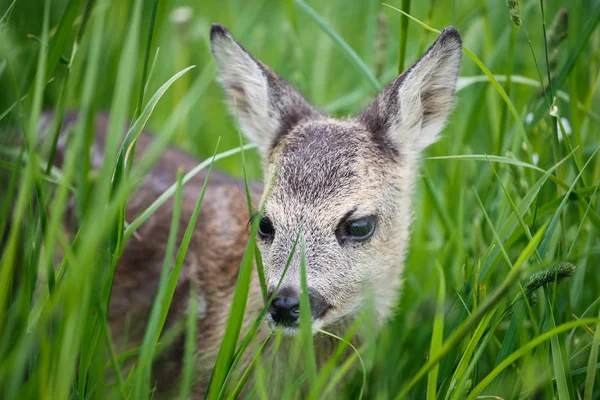 Young wild roe deer in grass, Capreolus capreolus. — Stock Photo, Image