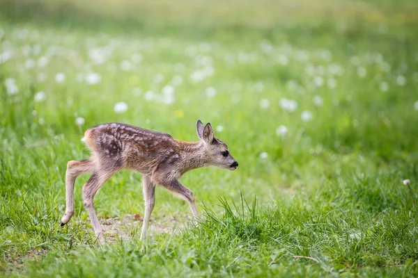 Unga vilda rådjur i gräs, Capreolus capreolus. — Stockfoto