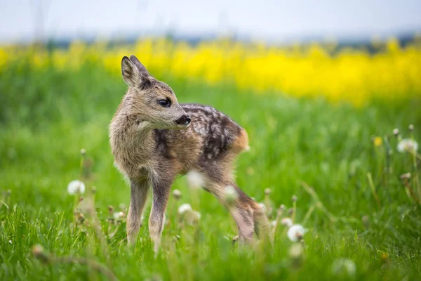 Jóvenes corzos salvajes en la hierba, Capreolus capreolus . — Foto de Stock