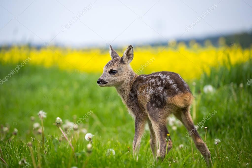Young wild roe deer in grass, Capreolus capreolus. 