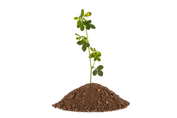 Green plant sprout growing from soil. Isolated on white. — Stock Photo, Image