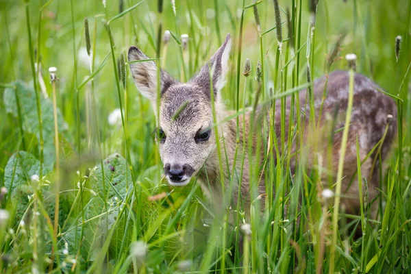 Jovem corça selvagem cervo na grama, Capreolus capreolus . — Fotografia de Stock