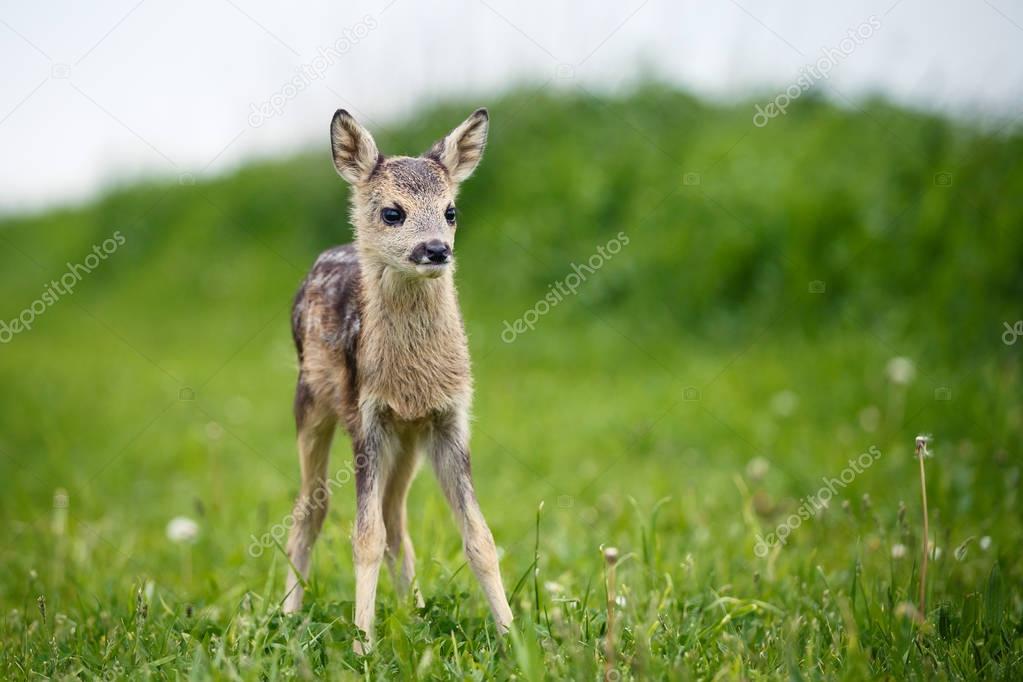 Young wild roe deer in grass, Capreolus capreolus. 