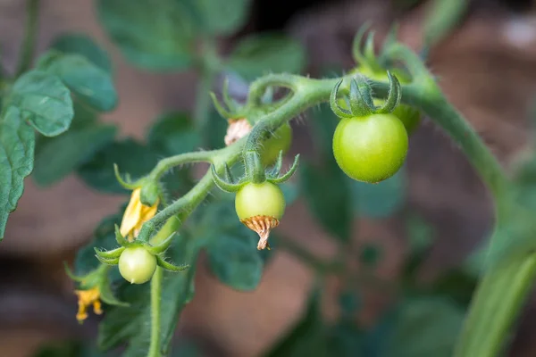 Πράσινες ντομάτες ανώριμο. Έννοια της γεωργίας. Πράσινες ντομάτες clo — Φωτογραφία Αρχείου