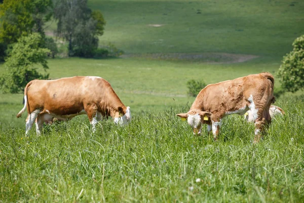 Kudde koeien en kalveren grazen op een groene weide — Stockfoto