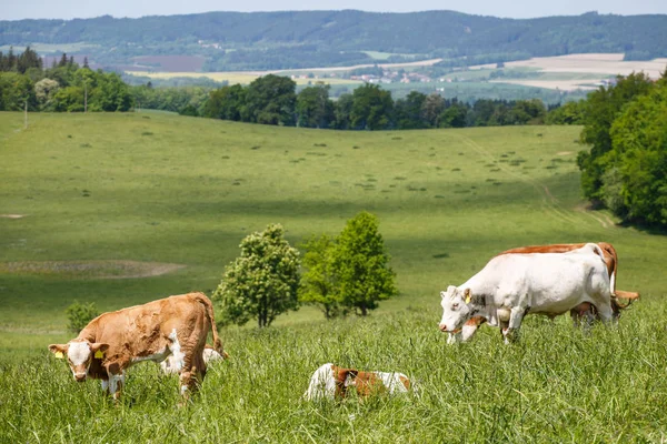 Mandria di mucche e vitelli al pascolo su un prato verde — Foto Stock