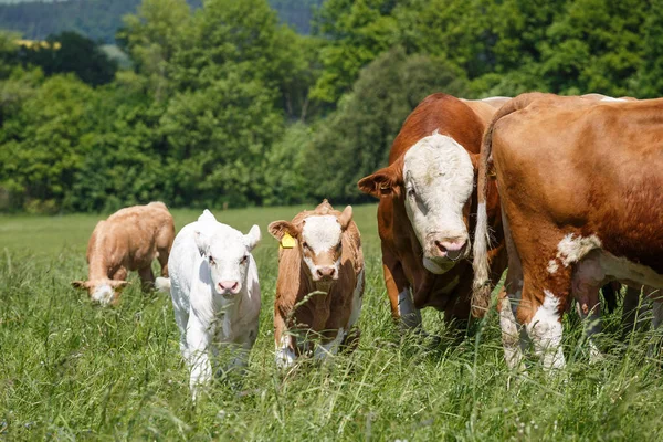 Αγελάδων και μόσχων βόσκουν σε ένα λιβάδι την άνοιξη στην ηλιόλουστη μέρα — Φωτογραφία Αρχείου