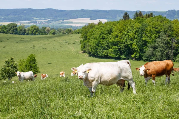 Manada de vacas e bezerros pastando em um prado verde — Fotografia de Stock