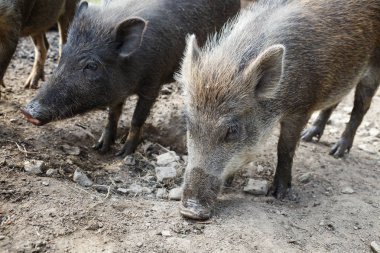 Avrupa yaban domuzu sürüsü