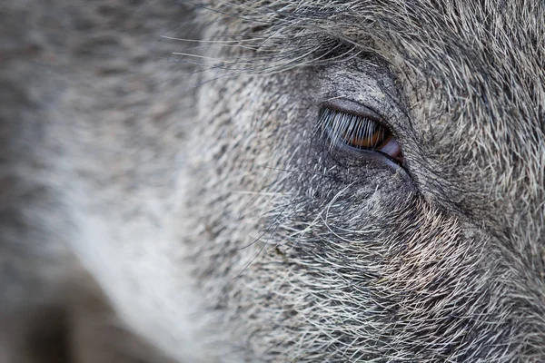 Auge des Wildschweins — Stockfoto