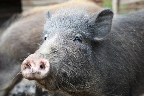 Weibchen von Wildschweinen — Stockfoto