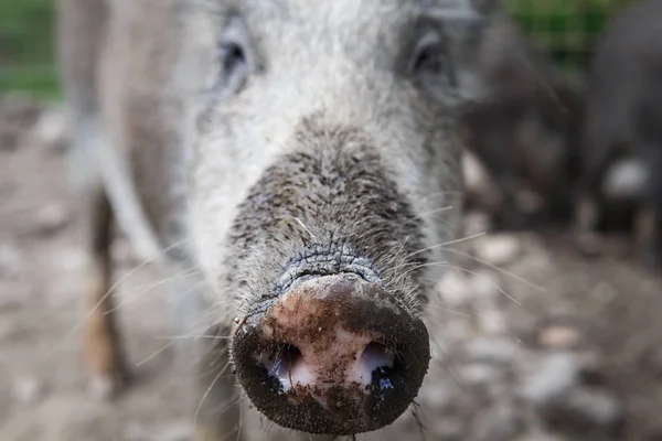 Cinghiale. Vista ravvicinata di un maiale selvatico . — Foto Stock