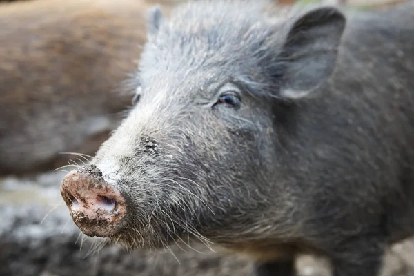 Cinghiale. Vista ravvicinata di un maiale selvatico . — Foto Stock