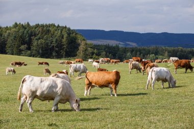 Herd of cows and calves grazing on a green meadow clipart