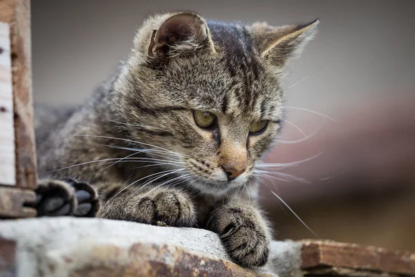 Tabby cat close up, selective focus — Stock Photo, Image