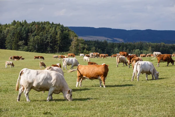 Κοπάδι από αγελάδες και μοσχάρια βόσκουν σε ένα πράσινο λιβάδι — Φωτογραφία Αρχείου