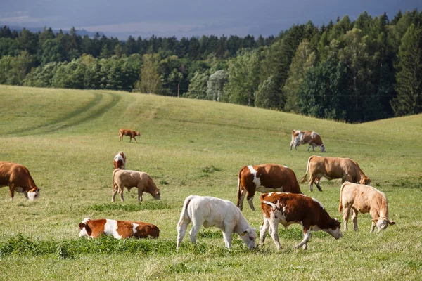 Mandria di mucche e vitelli al pascolo su un prato verde — Foto Stock