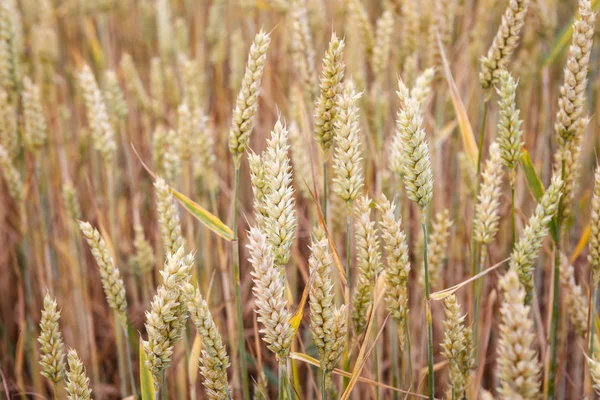 Пшеничное поле. Уши пшеницы вблизи . — стоковое фото
