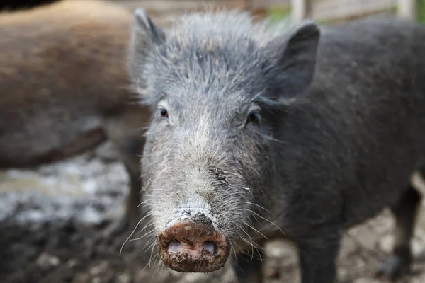 Wildschweine. Nahaufnahme eines Wildschweins. — Stockfoto