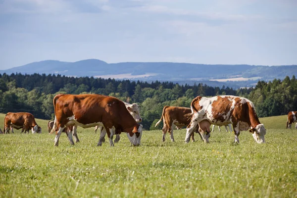 Κοπάδι από αγελάδες και μοσχάρια βόσκουν σε ένα πράσινο λιβάδι — Φωτογραφία Αρχείου