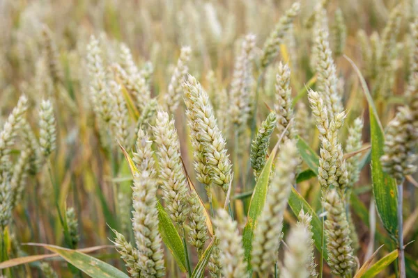 Weizenfeld. Ähren aus nächster Nähe. Hintergrund der reifenden Ohren — Stockfoto