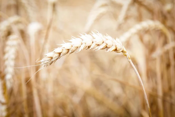 Золоті вуха пшениці на полі . — стокове фото