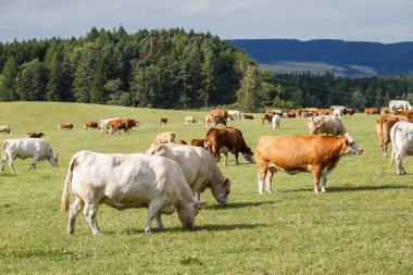 Herd of cows and calves grazing on a green meadow clipart